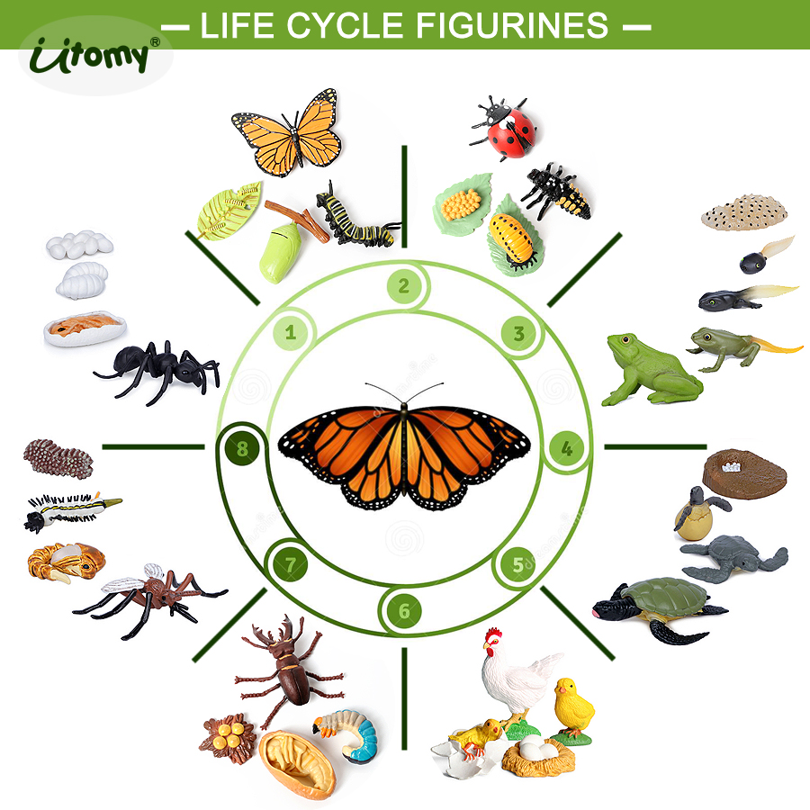 Kids Toys Reviews - Life Cycle Figures of Ladybug, Butterfly,