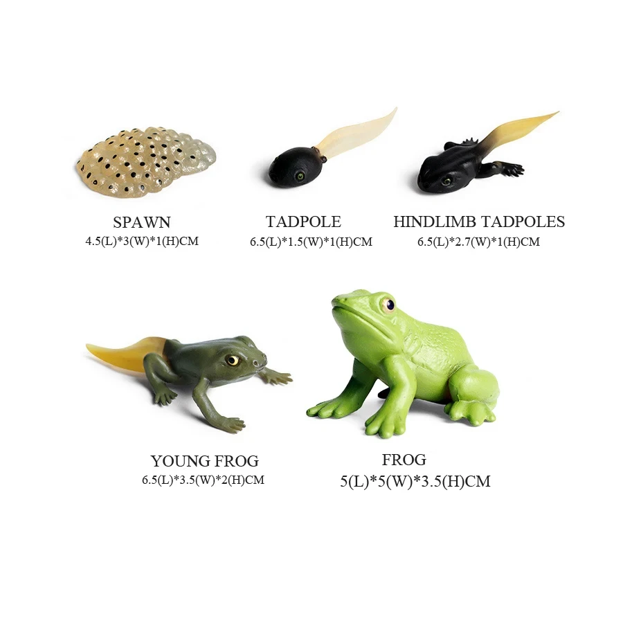 Frogs Models Wild Animals Figu - огляд і ціна Kids Toys Reviews